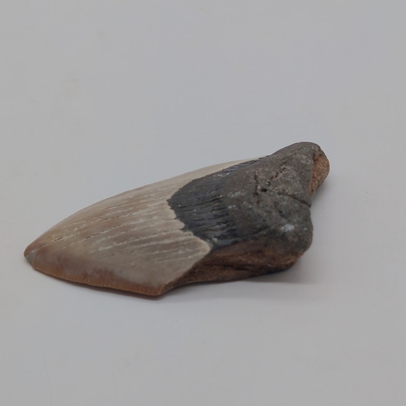 Real Otodus Megalodon Fossilized Shark Tooth 3 In Beautiful Colors - Picture 7 of 11